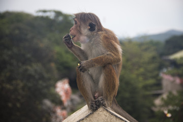 Macaques in Dambulla, Sri Lanka.