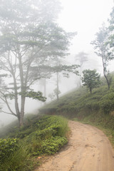 Fototapeta na wymiar Cloud forest near Kandy, Sri Lanka.