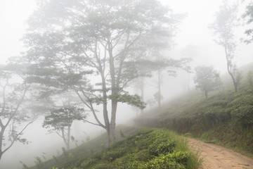 Obraz na płótnie Canvas Cloud forest near Kandy, Sri Lanka.