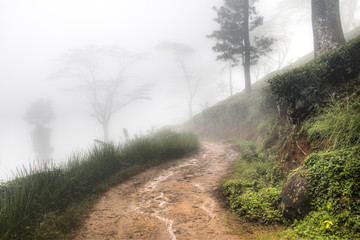 Cloud forest near Kandy, Sri Lanka.