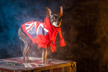 A dog with the flag of England. A dog in clothes. a small dog.