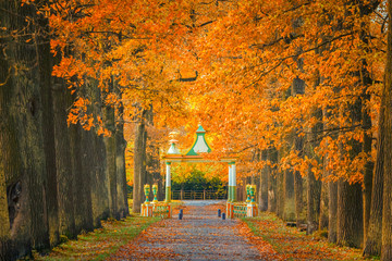 Saint Petersburg. Autumn Park. Golden leaves by the trees. Pushkin. Russia. Petersburg in the autumn. Nature of Russia.