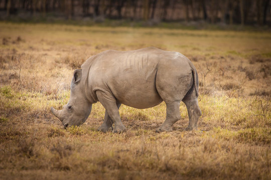 Kenya Africa. Rhinoceros eating grass African rhinoceroses. Safa