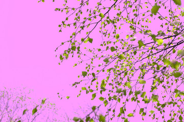 Obraz na płótnie Canvas Surrealism Beautiful birch tree branch with green leaves in the sky pink.