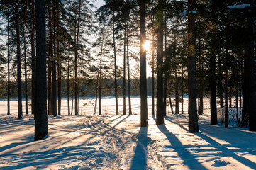 Sunset in the winter forest. Sunbeams and shadows of trees.