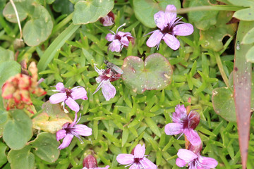 Fototapeta premium Flowers in The Alps