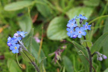 Flowers in The Alps