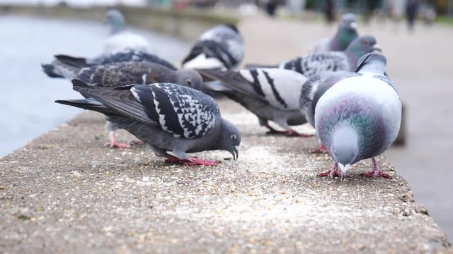 Flock of hungry pigeons pecking and eating food bread seeds outdoor on seaside in cold season, slow motion