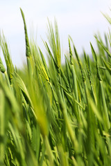 The green barley field in which the wind blows.