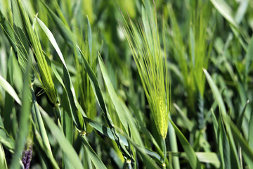 A close-up image of the green barley field.