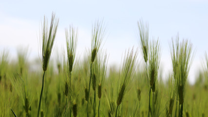 Green barley field view in April.