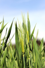 Obraz premium A good crop of barley. A landscape of green barley fields with dazzling blue skies.