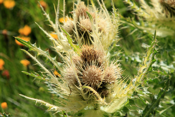 Vegetation in The Alps