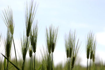 Spring in April and the ripening landscape of barley fields.