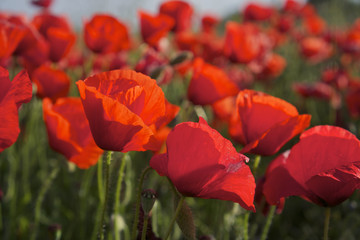 Obraz premium Mohnblumen im Mai