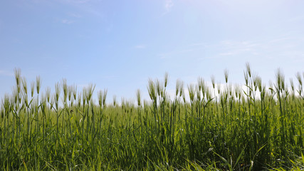 The field landscape of warm spring green barley field. 