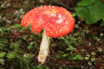 Red Mushroom