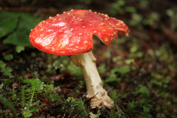 Red Mushroom