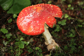Red Mushroom