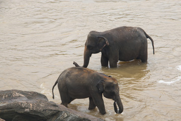 Elephants in an orphenage in Sri Lanka.