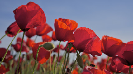 Rote Mohnblumen mit blauem Himmel