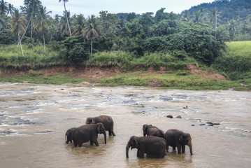 Obraz na płótnie Canvas Elephants in an orphenage in Sri Lanka.