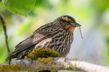 Bird eating