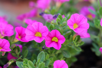 A pink petunia laced with yellow.