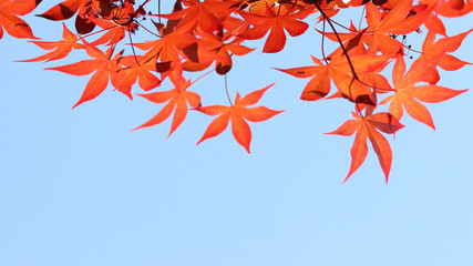 A beautiful sight with red foliage.