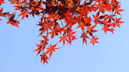 The background of the red leaves in the blue sky.