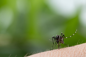 Aedes aegypti Mosquito. Close up a Mosquito sucking human blood,
