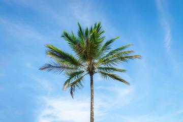 Coconut palm tree plantation view from bottom floor