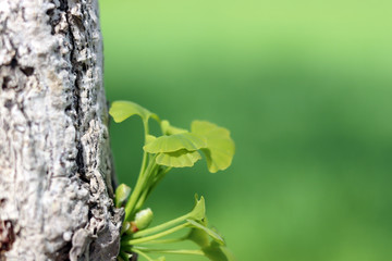 Young leaves rising from ginkgo trunk in spring.