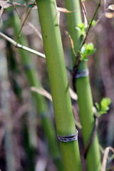 Bamboo growing green and straight. The straight bamboo stems on a soft brown background.
