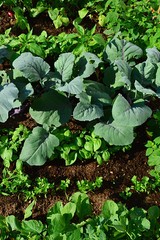 Leaves of various vegetables such as Kohlrabi and Radish growing in garden bed, photographed from above. 