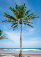 Coconut palm tree view from the beach