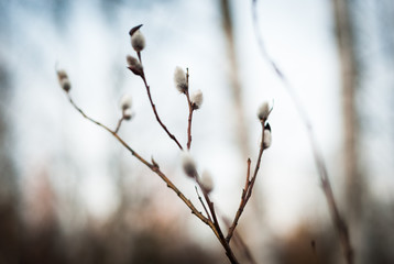 Blooming pussy willow Catkins and branches. Spring time scene. Closeup shot