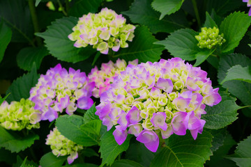 Naklejka premium 初夏のあじさい