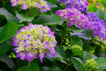 初夏のあじさい