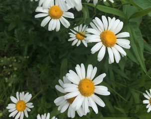 spring white daisies