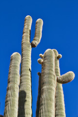 Saguaro cactus against a cloudless blue sky.