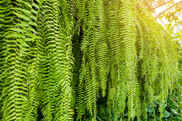Fern pattern texture decorate at wall hang down background with flare