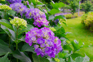 初夏のあじさい