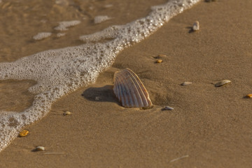 Shell On The Shore