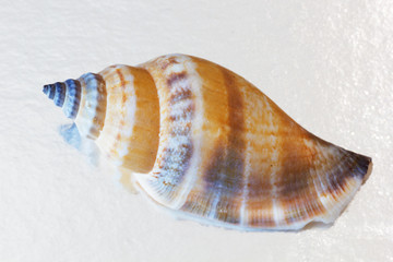 Sea shells collection