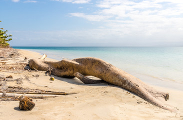 Starfish Beach panama.