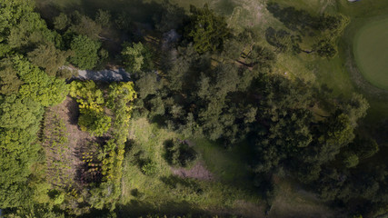 [空撮写真]上空からみおろす木々