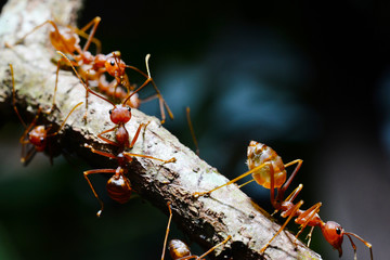 Macro shot of red ant  in nature. Red ant is very small. Selective focus