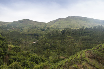 Fototapeta na wymiar Landscape in the highlands of Sri Lanka.