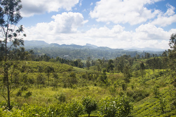 Fototapeta premium Landscape in the highlands of Sri Lanka.